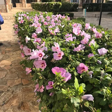 Apolon 8 Ravda Apartamento *