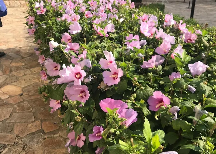 Apolon 8 Ravda Appartement *